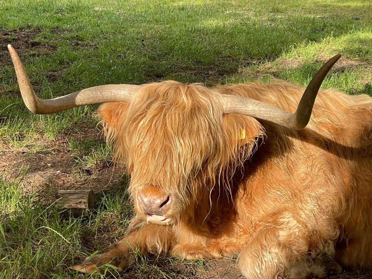 The Bearded Goat Den - A Rural Retreat At This Modern Holiday Cottage Saint Leonards Luaran gambar